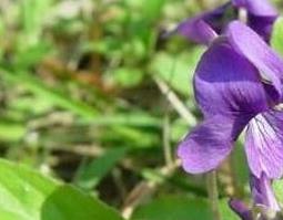 紫花地丁的功效与作用 紫花地丁的功效与作用及禁忌