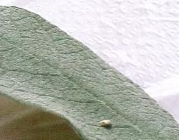 密蒙花图片（密蒙花图片功效作用）