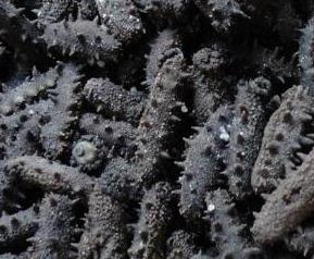 盐渍海参如何保存 盐渍海参如何保存最好