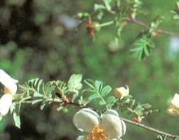 腺叶绢毛蔷薇的功效与作用 蔷薇花作用及用途