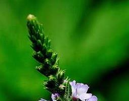 青蒿是什么（青蒿是什么科）