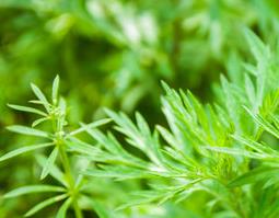 青蒿图片（青蒿图片与黄蒿图片）