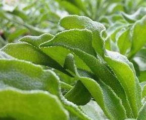 冰菜怎么种植（冰菜怎么种植视频）
