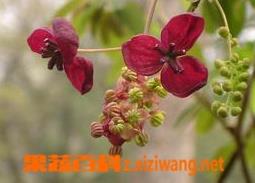 木通图片（中药木通图片）