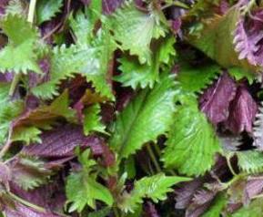 紫苏叶的功效与作用 紫苏叶的功效与作用主要治什么病