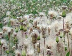 小蓟图片 中药大蓟和小蓟图片