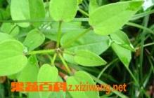 茜草的功效与作用 茜草的功效与作用的功能与主治与用量