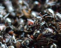 黑蚂蚁的营养价值与功效 黑蚂蚁的营养价值与功效作用