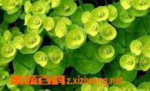 猫眼草的功效和作用（猫眼草的功效和作用是什么）