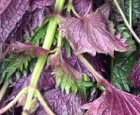 紫苏叶可以生吃吗 紫苏叶生吃吗?