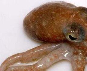 章鱼和墨鱼的功效与作用 章鱼和墨鱼的功效与作用及禁忌