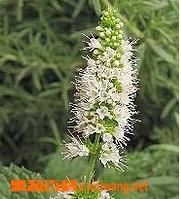 留兰香的功效与作用（留兰香的功效与作用及食用方法图片）