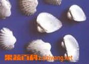什么是瓦楞子（煅瓦楞子和瓦楞子有什么区别）