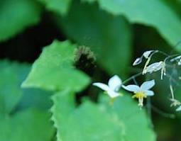 淫羊藿图片 羊藿植物图片