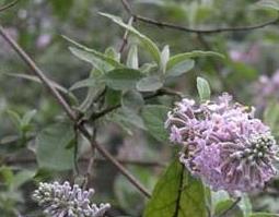 密蒙花图片 中药密蒙花图片