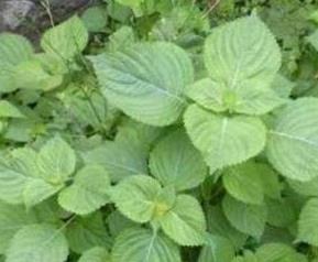 苏子叶的功效与作用使用量（苏子叶的功效和用法）