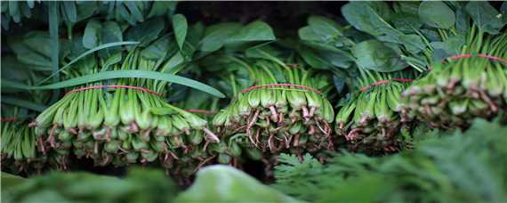 菠菜生长过程 植物观察日记菠菜生长过程