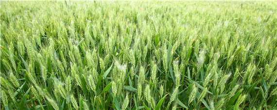 小麦干穗是什么病如何治疗 小麦干穗是怎么回事