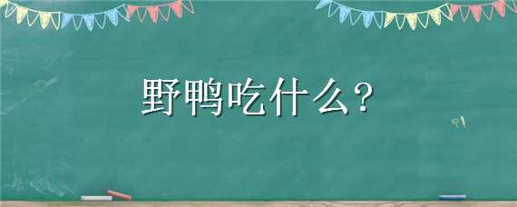 野鸭吃什么（野鸭吃什么可以抓到）