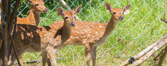 鹿的养殖（鹿的养殖成本与利润）