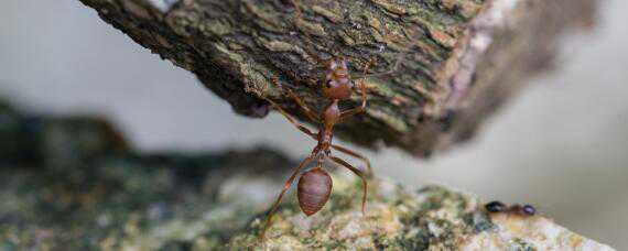 红火蚁用什么药可以杀死 红火蚁用什么药可以杀死它?