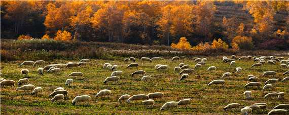 什么羊产羔最多 什么羊产羔最多,繁殖最快