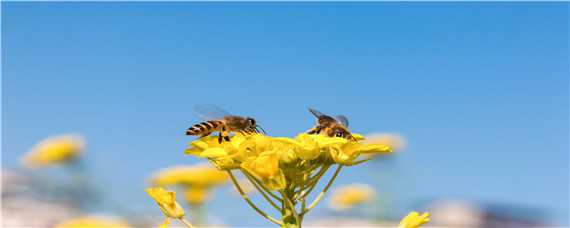 蜜蜂一年分蜂期有几次 蜜蜂分蜂期在几月份