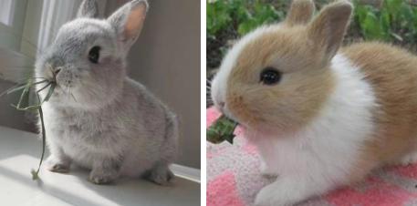 迷你垂耳兔价格多少钱一只 小型垂耳兔多少钱一只