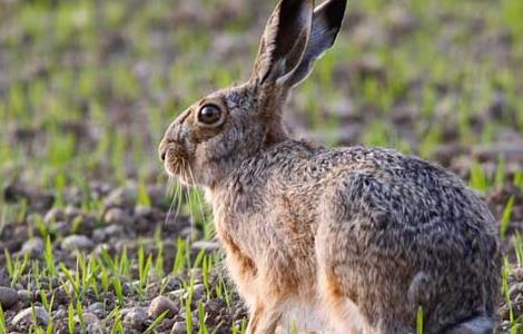 野兔养殖场建设要求 野兔养殖场建设要求标准