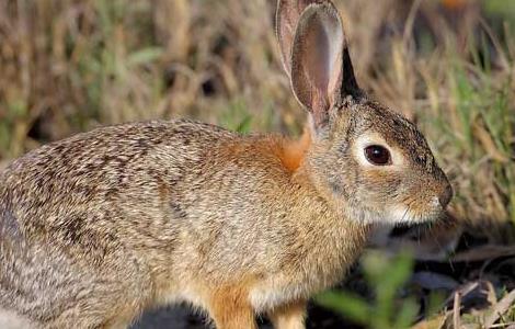 野兔的生活习性 野兔的特点和生活特征