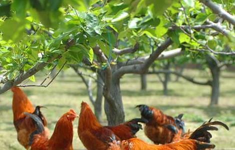冬季养鸡场管理方案 冬季养殖肉鸡的管理方法