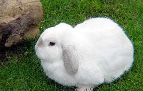 獭兔和家兔的习性区别（獭兔有什么特点）