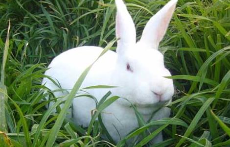 兔子的常见病认识及其防治 兔孑常见病防治