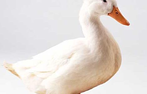鸭子的性别分辨方法 怎么辨别鸭子的性别