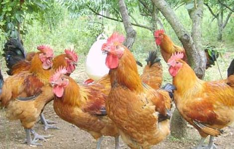 林下养鸡的优势在哪里 林下养鸡什么品种效益好