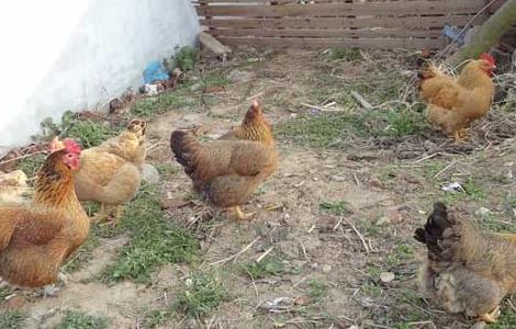 鸡常见寄生虫驱虫方法（养鸡驱虫方法）