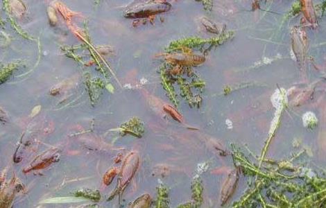 龙虾稻田养殖条件 龙虾稻田养殖条件是什么