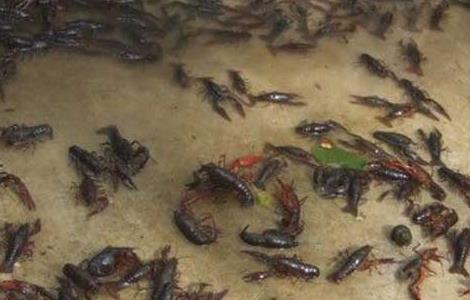软壳龙虾养殖技术 青壳龙虾怎么养殖