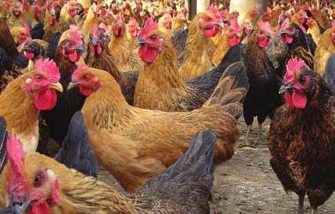 养鸡场消毒方法 鸡场的消毒方法