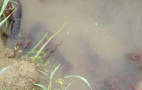 龙虾养殖池消毒方法