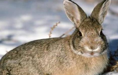 野兔养殖的成本和利润 野兔养殖的成本和利润是多少