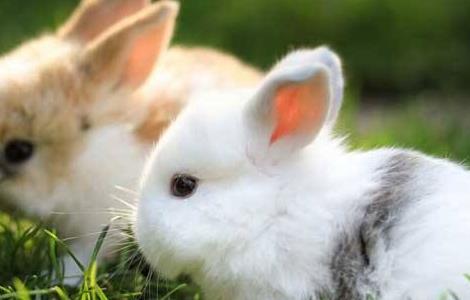 兔子养殖的注意事项 兔子养殖注意事项PPT