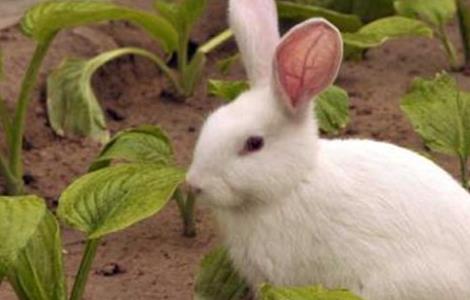 兔子常见的疾病 兔子常见的疾病有哪几种