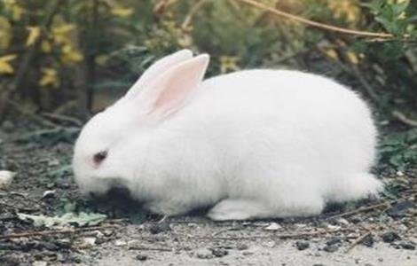 兔子养殖方向（兔子养殖方向怎么选）