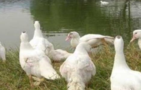 冬季提高鸭子产蛋量的方法 冬季提高鸭子产蛋量的方法有