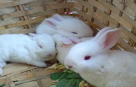 养殖兔子的饲养管理 养殖兔子的饲养管理制度