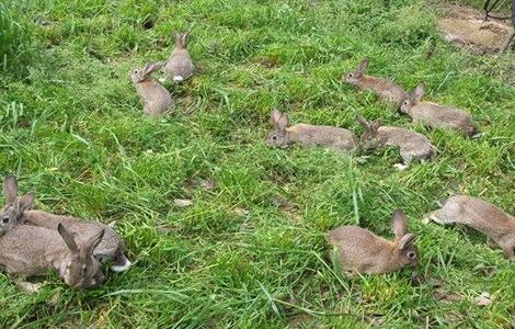 野兔冬季养殖管理要点 野兔的饲养与管理
