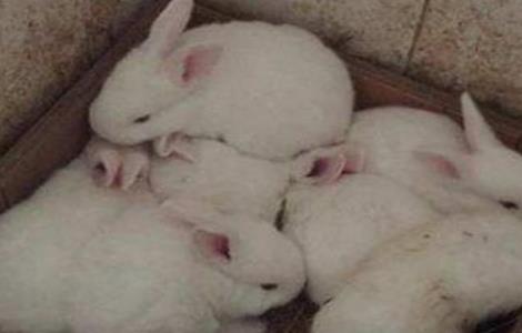 兔子养殖技术 兔子养殖技术 兔子养殖方法