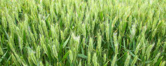 小麦测产方法和步骤 小麦测产注意事项