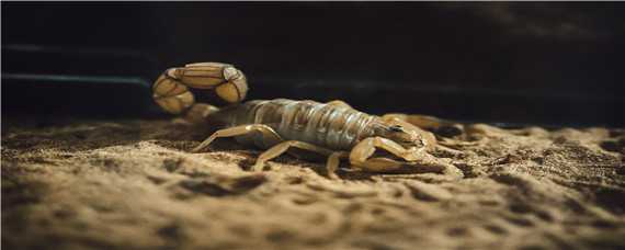 养殖蝎子的全过程 养殖蝎子的全过程视频